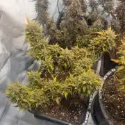 Lemon Cherry Cookies Auto
