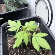Banana Purple PunchRF3 Auto