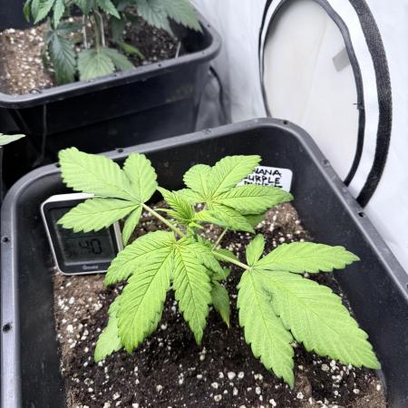 Banana Purple PunchRF3 Auto