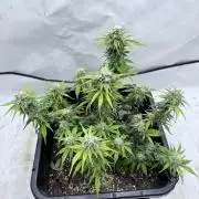 Fastbuds Z-Up Auto