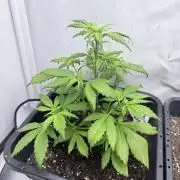 Banana Purple PunchRF3 Auto