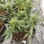 Gorilla Skittelz 21.08.25