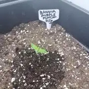 Banana Purple PunchRF3 Auto