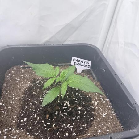 Papaya Cookies Auto