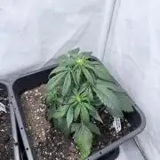 Papaya Cookies Auto