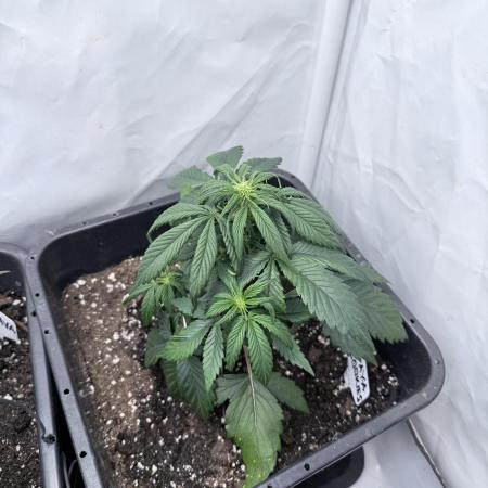 Papaya Cookies Auto