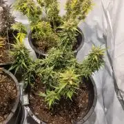 Gorilla Skittelz 21.08.25