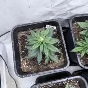 Fastbuds Ztrawberriez Auto