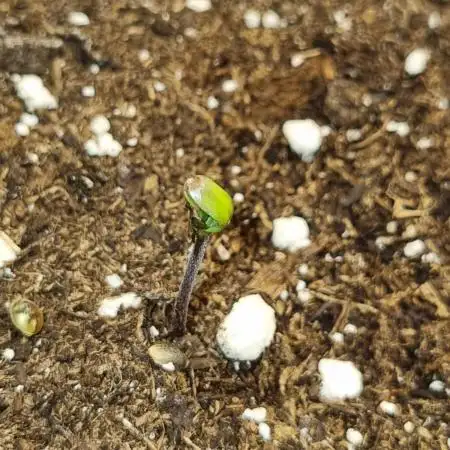 Lemon Cherry Cookies Auto
