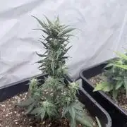 Fastbuds Ztrawberriez Auto