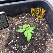 Banana Purple PunchRF3 Auto