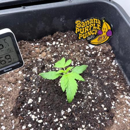 Banana Purple PunchRF3 Auto