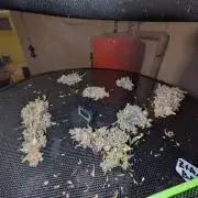 Fastbuds Ztrawberriez Auto