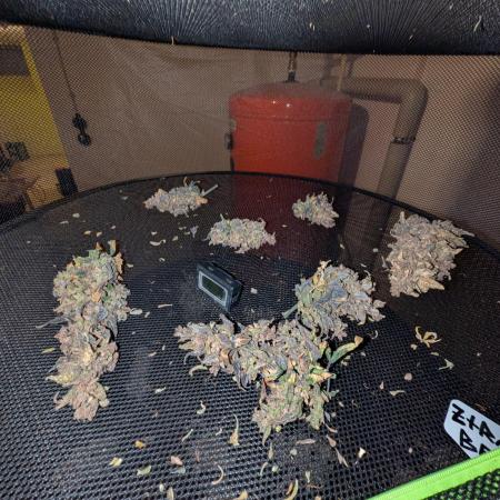 Fastbuds Ztrawberriez Auto