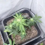 Papaya Cookies Auto