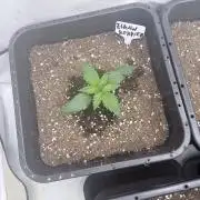 Fastbuds Ztrawberriez Auto