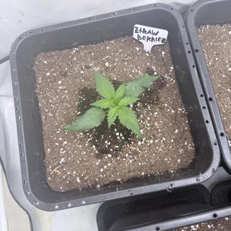 Fastbuds Ztrawberriez Auto