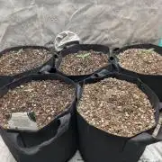 Pineapple Auto