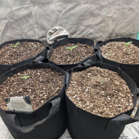 Pineapple Auto