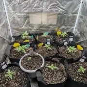Mango cherry runtz and lemon tree
