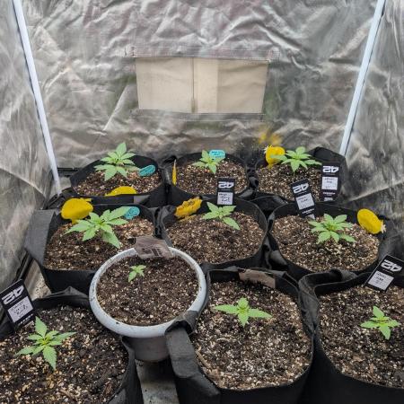 Mango cherry runtz and lemon tree