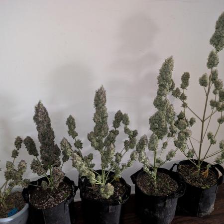 Mango cherry runtz and lemon tree