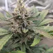 Mango cherry runtz and lemon tree