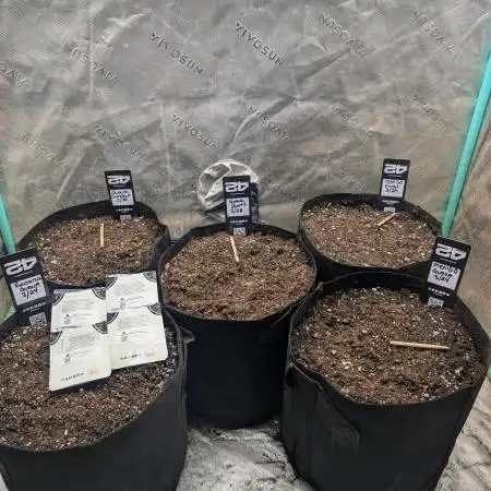New fastbuds strains