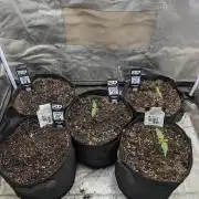 Tent 2