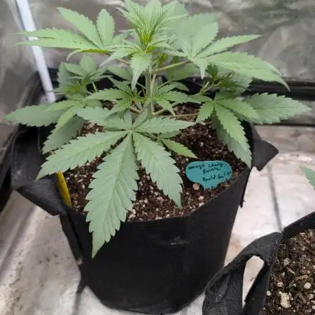 Mango cherry runtz and lemon tree