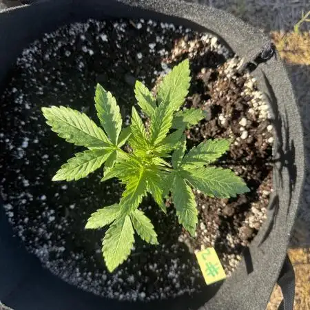 Plants #2 Grow #1