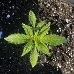 First Grow