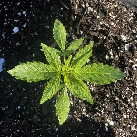 First Grow