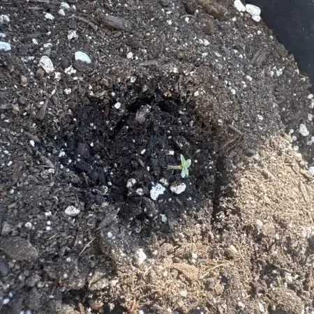 First Grow