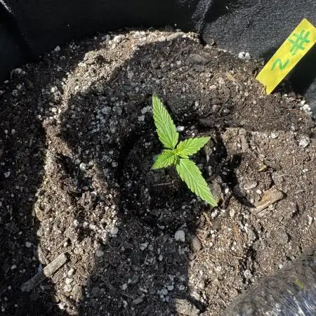 Plants #2 Grow #1