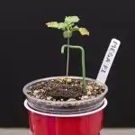 Seedsman Mega Mix Fast 2025