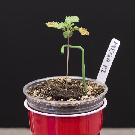 Seedsman Mega Mix Fast 2025