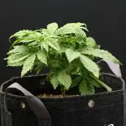 Seedsman Mega Mix Fast 2025