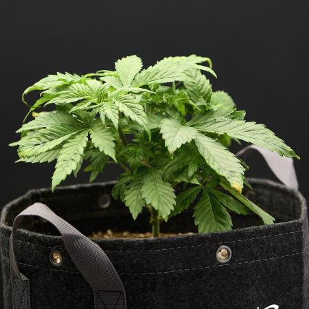 Seedsman Mega Mix Fast 2025