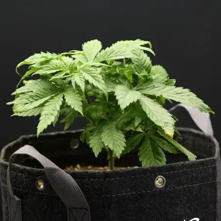 Seedsman Mega Mix Fast 2025