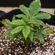 Seedsman Mega Mix Fast 2025