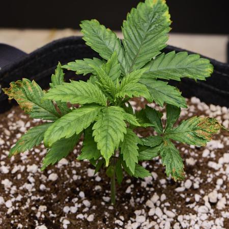 Seedsman Mega Mix Fast 2025