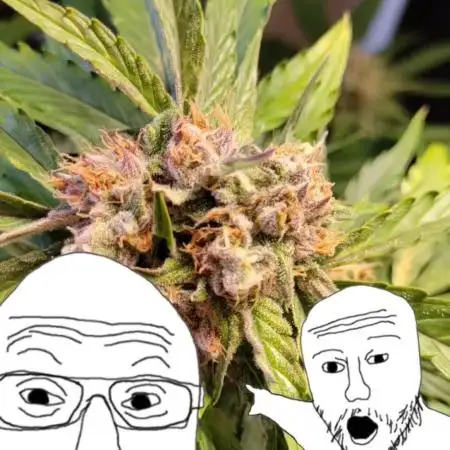 Forbidden Fruit Auto Pax Genetix