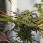 Pappy OG by Holy Hemp