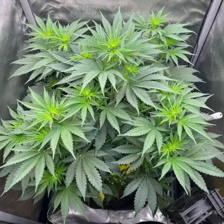 Orange Glaze by Holy Hemp