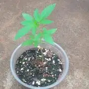 Lemon mandarin