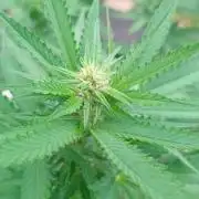 Purple lemonade FF