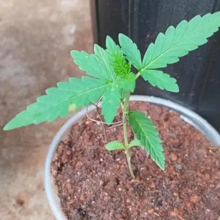 Gorilla Cookies