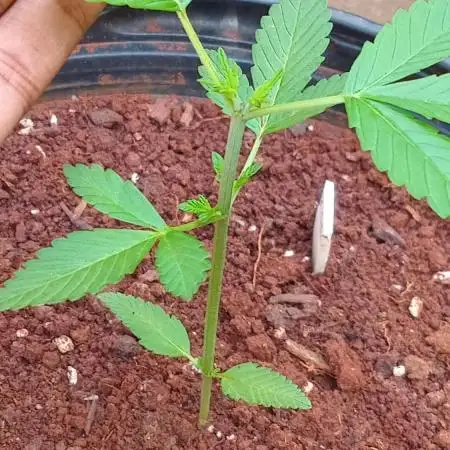 Lemon cherry cookies auto