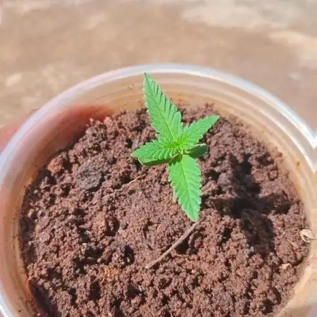 Lemon cherry cookies auto